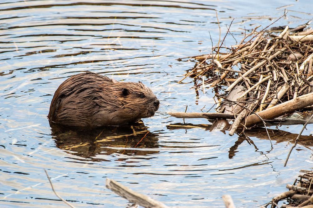 North American beaver (Castor canadensis). Original public domain image from Flickr