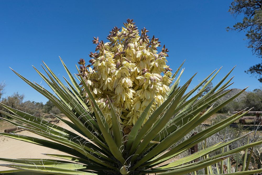 Yucca plant growing in the Pinyon Flat CampgroundForest service photo by Tania C. Parra. Original public domain image from…