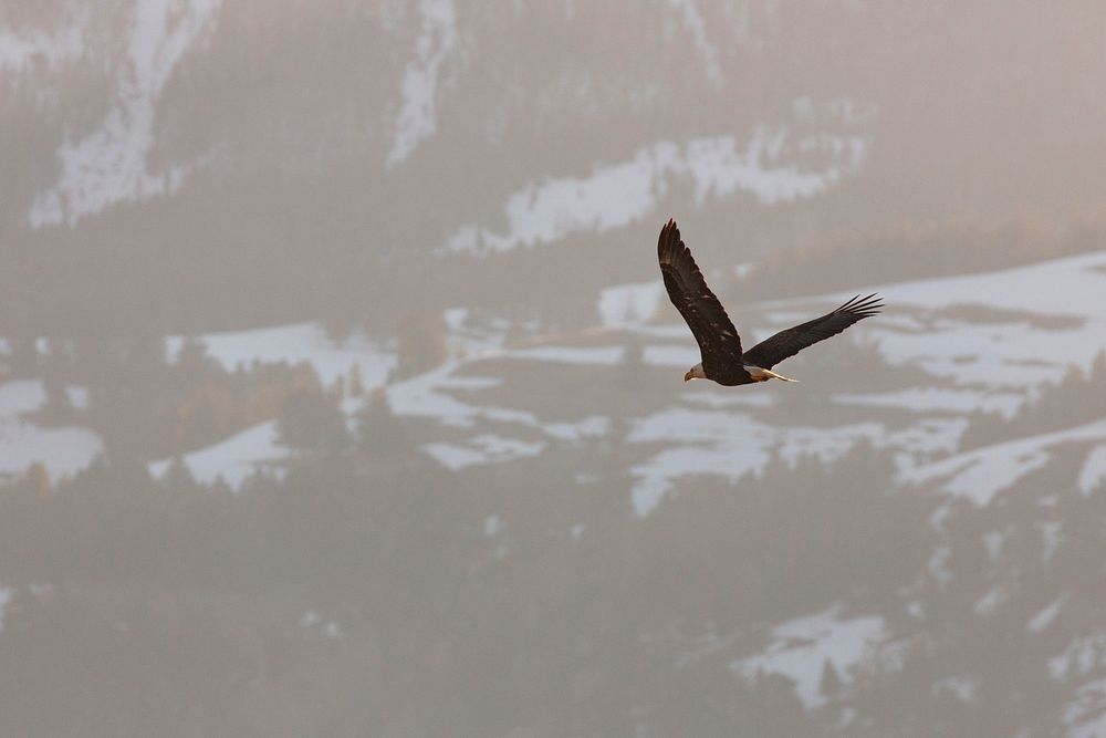 Bald eagle flying over Soda Butte Creek by Jacob W. Frank. Original public domain image from Flickr