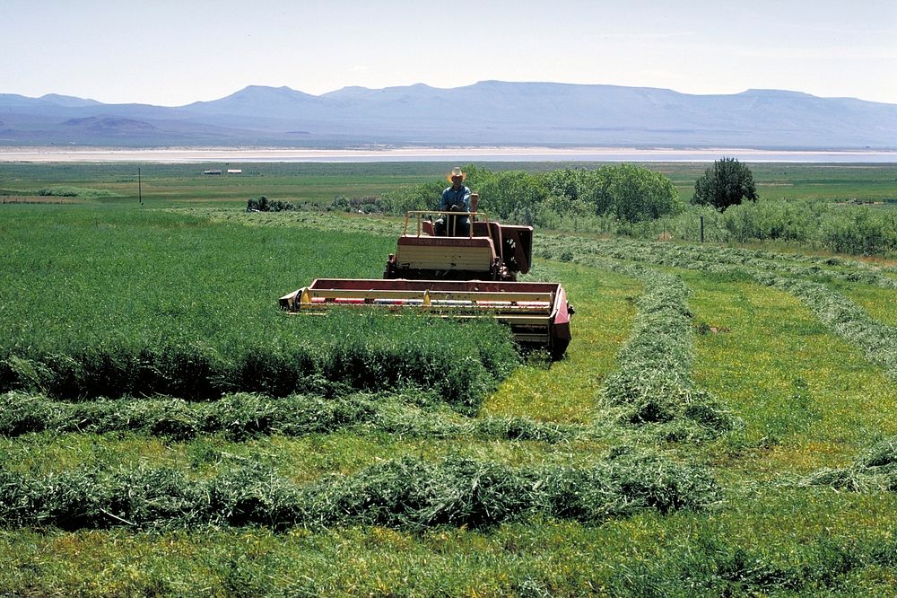harvesting hay. Original public domain image from Flickr