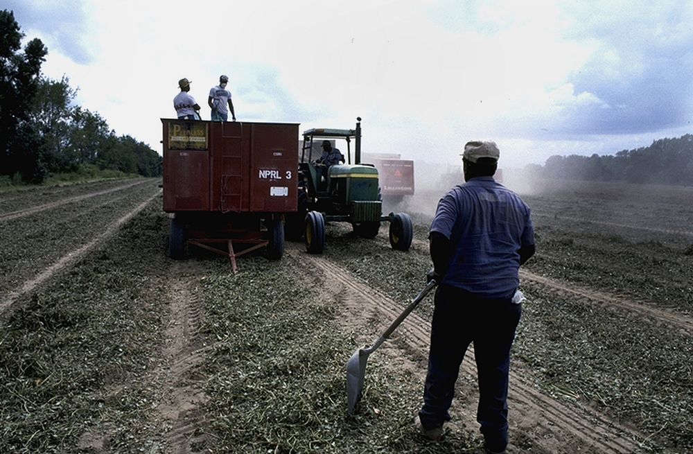 harvesting peanuts. Original public domain image from Flickr