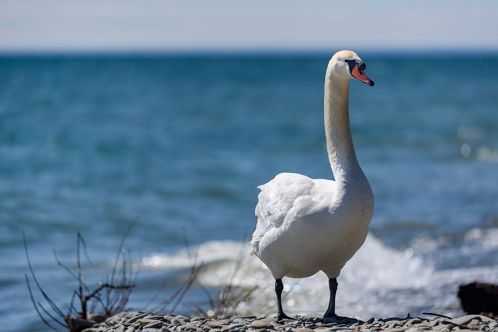 Lake Ontario Swan