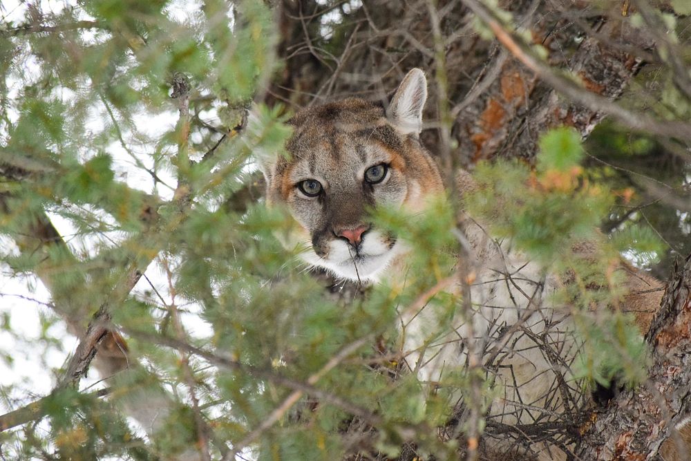 Male cougar in a tree. Original public domain image from Flickr