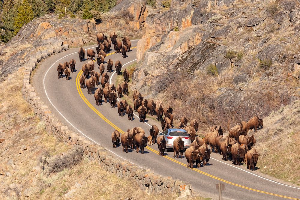 A group of bison surround a car as they walk along the road towards Lamar Valley. Original public domain image from Flickr