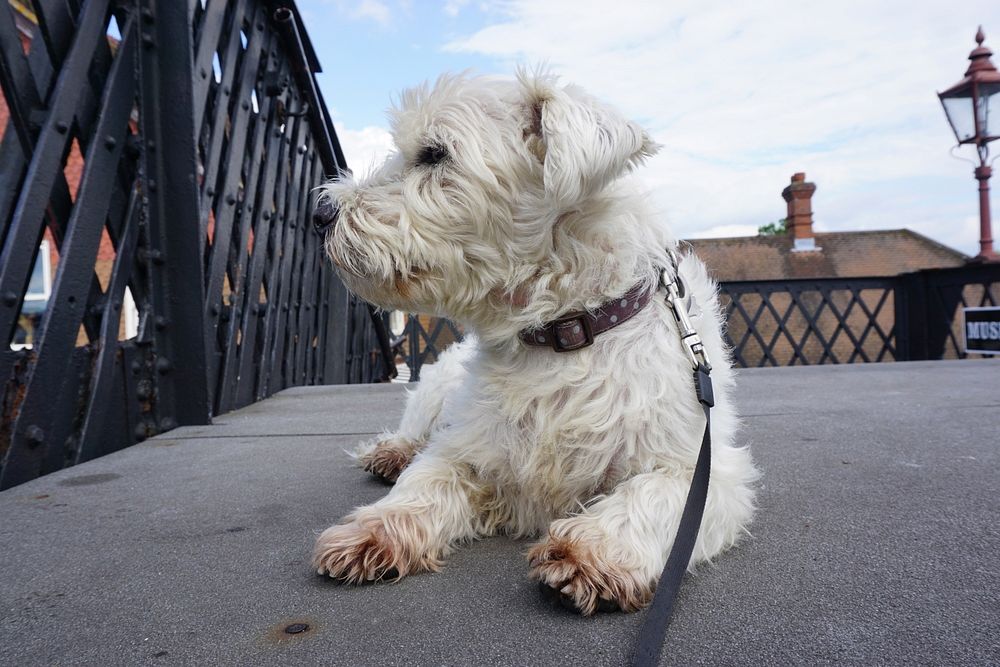The Dog sitting on The Bridge at Sheffield Park Station Bluebell Railway.