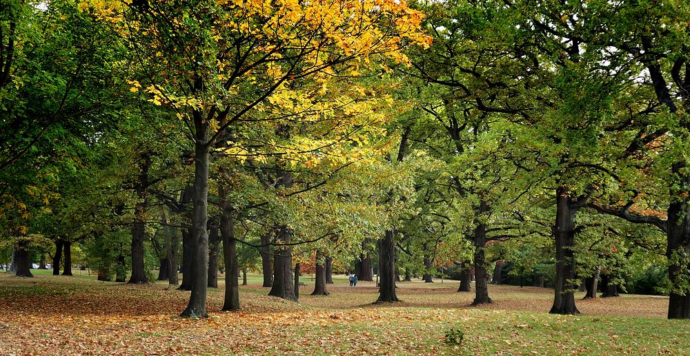Seasonal changes downunder. Hagley Park Christchurch New Zealand. Original public domain image from Flickr