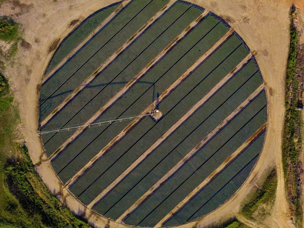 Long-leaf pine seedlings growing on raised beds and irrigated by a circular pivot micro-irrigation system at Lewis Taylor…