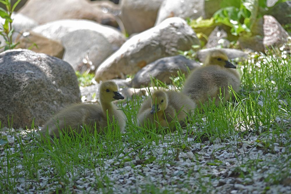 Goslings resting near a pondPhoto by Courtney Celley/USFWS. Original public domain image from Flickr