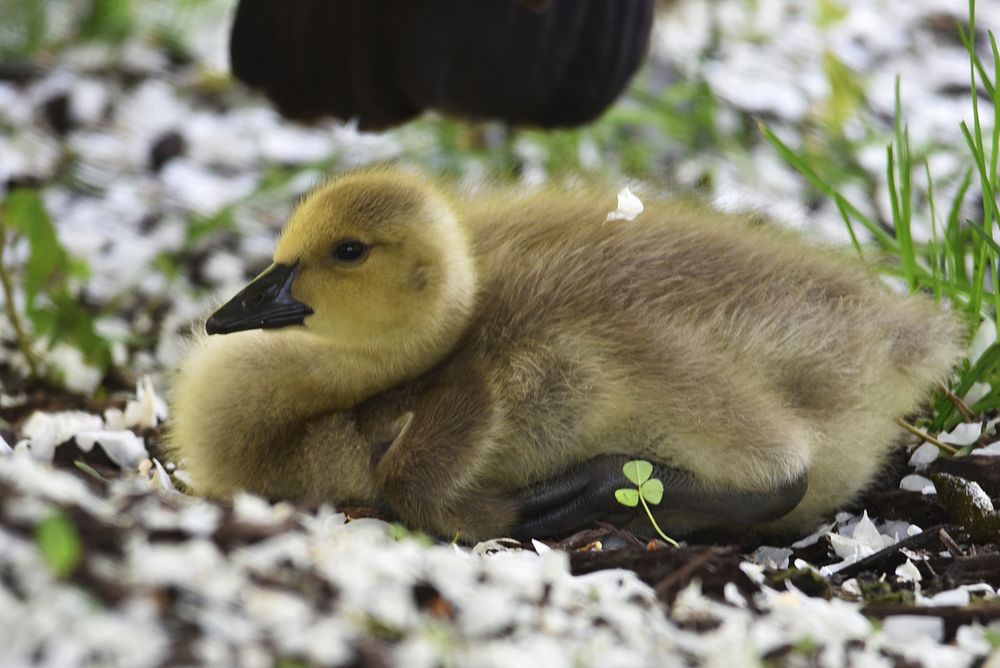 Gosling resting near a pondPhoto by Courtney Celley/USFWS. Original public domain image from Flickr