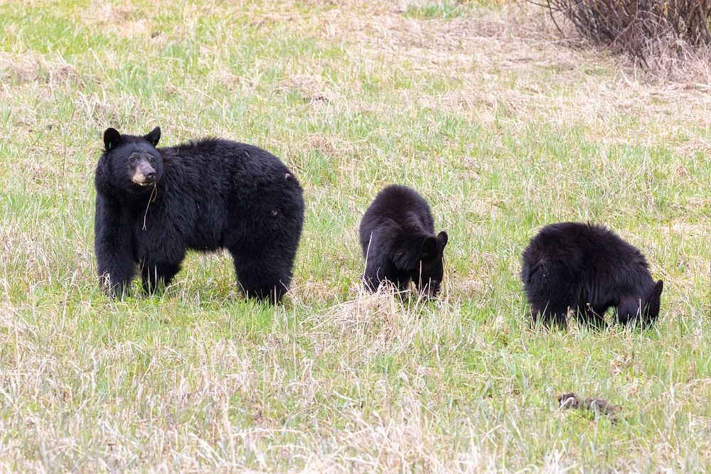 Blackbear Sow and cubs by Corrie Frank. Original public domain image from Flickr