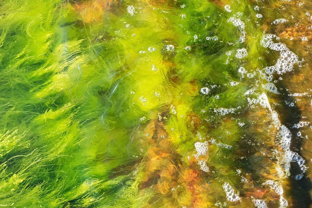 Green algae texture. Free public domain CC0 image.