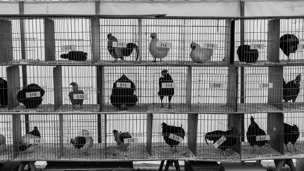 Chickens in cages, monotone. Original public domain image from Flickr