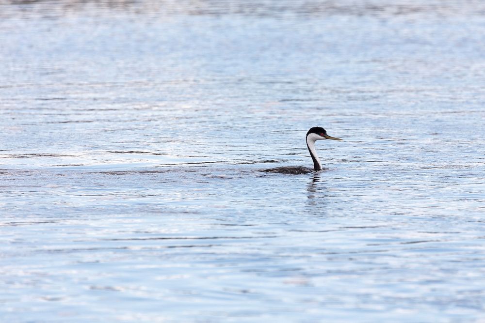 Western Grebe (Aechmophorus occidentalis) on the Yellowstone River by Jacob W. Frank. Original public domain image from…