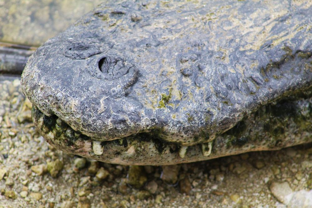 American Alligator Snout Closeup