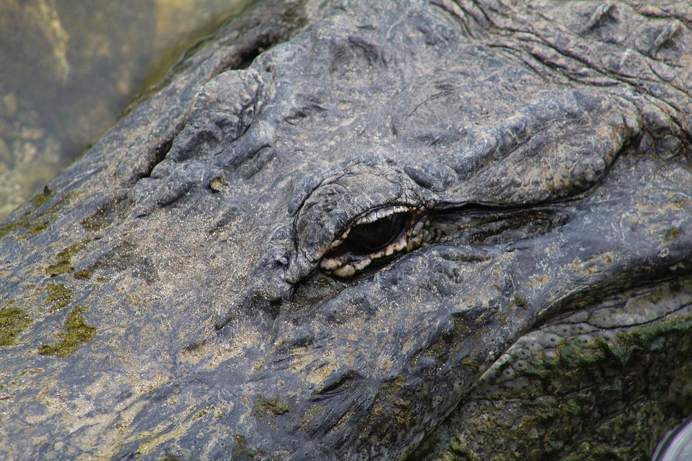 American Alligator Eyes Closeup