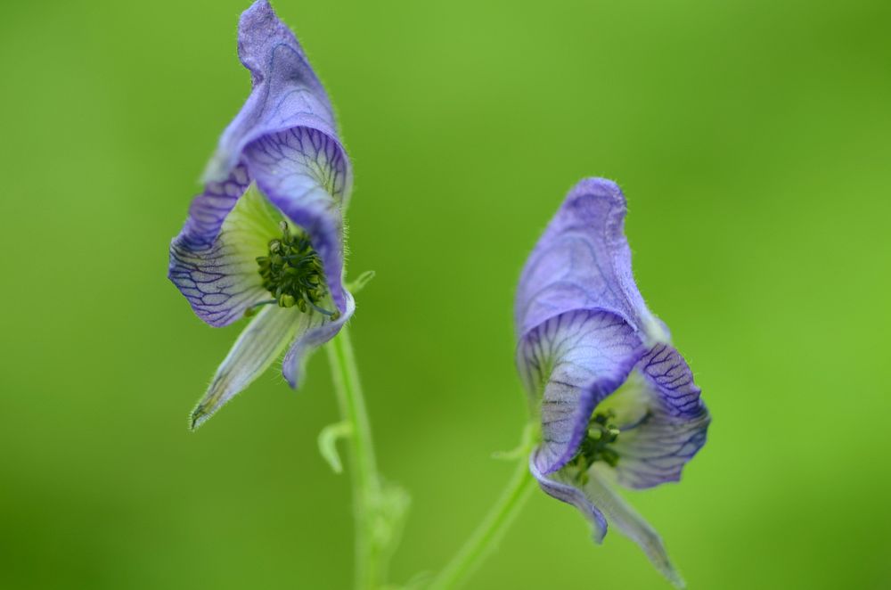 Northern monkshood in bloom. Check out this northern monkshood in full bloom at Driftless Area National Wildlife Refuge.…