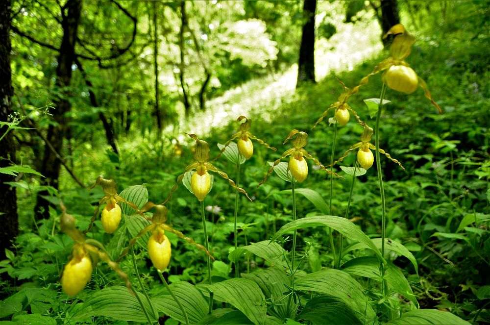 Yellow lady slippers in bloomCheck out these yellow lady slippers in full bloom at Driftless Area National Wildlife…