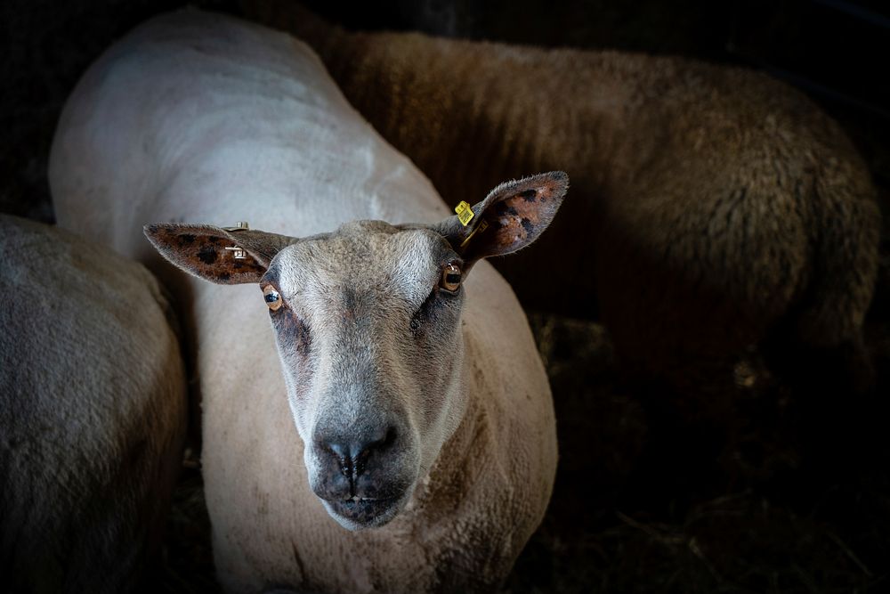 Sheep background. Original public domain image from Flickr