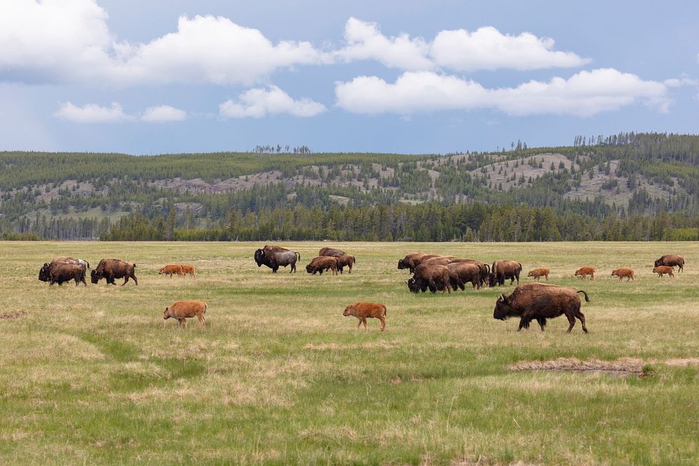 Bison on the move in Lower Geyser Basin by Jacob W. Frank. Original public domain image from Flickr