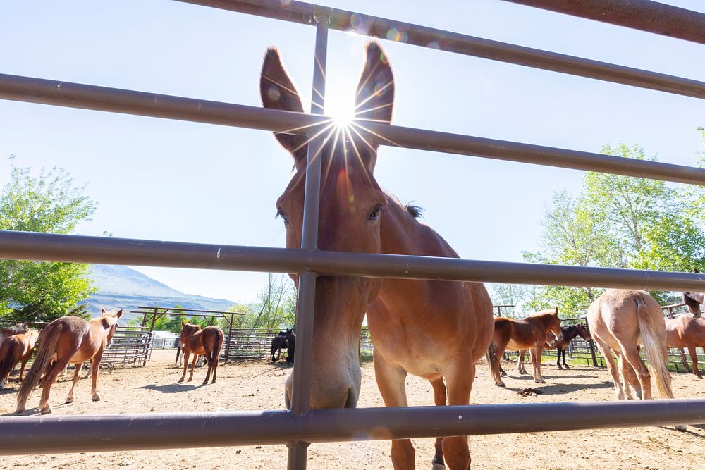 Stock getting ready for the summer at Stephens Creek Corral by Jacob W. Frank. Original public domain image from Flickr