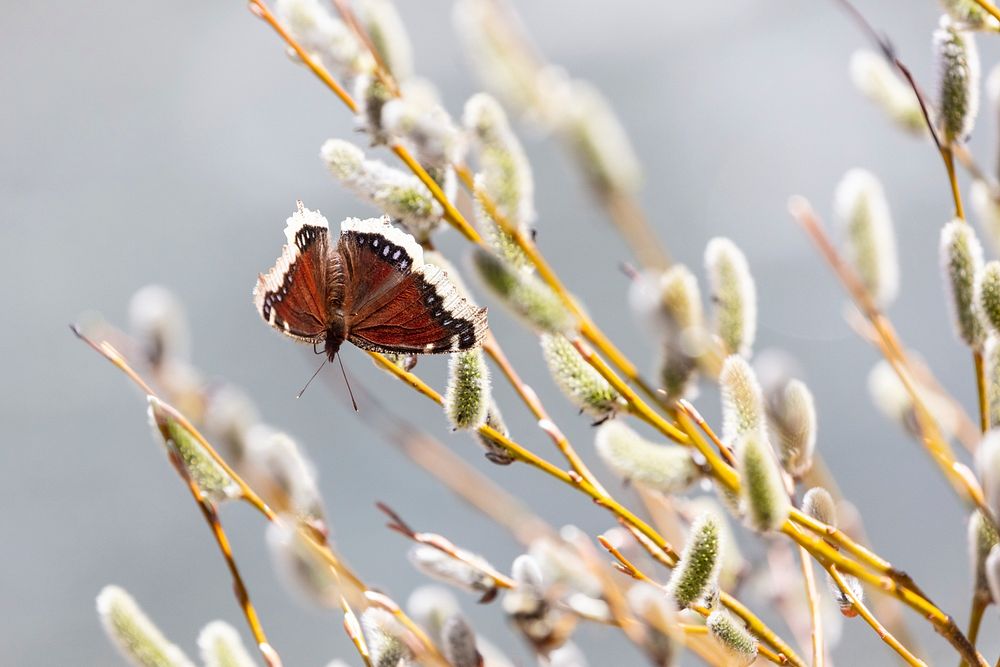 Mourning cloak (Nymphalis antiopa) on willow buds by Jacob W. Frank. Original public domain image from Flickr