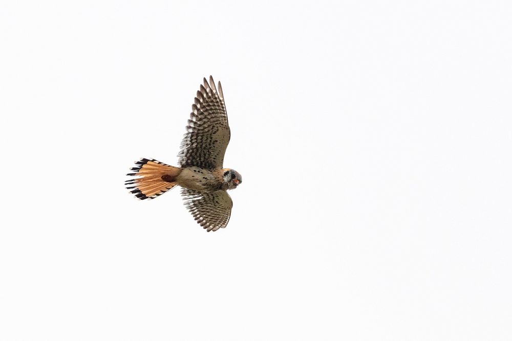 American Kestrel kiting near the North Entrance by Jacob W. Frank. Original public domain image from Flickr