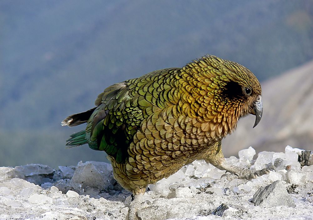 The kea is a species of large parrot in the family Nestoridae found in the forested and alpine regions of the South Island…