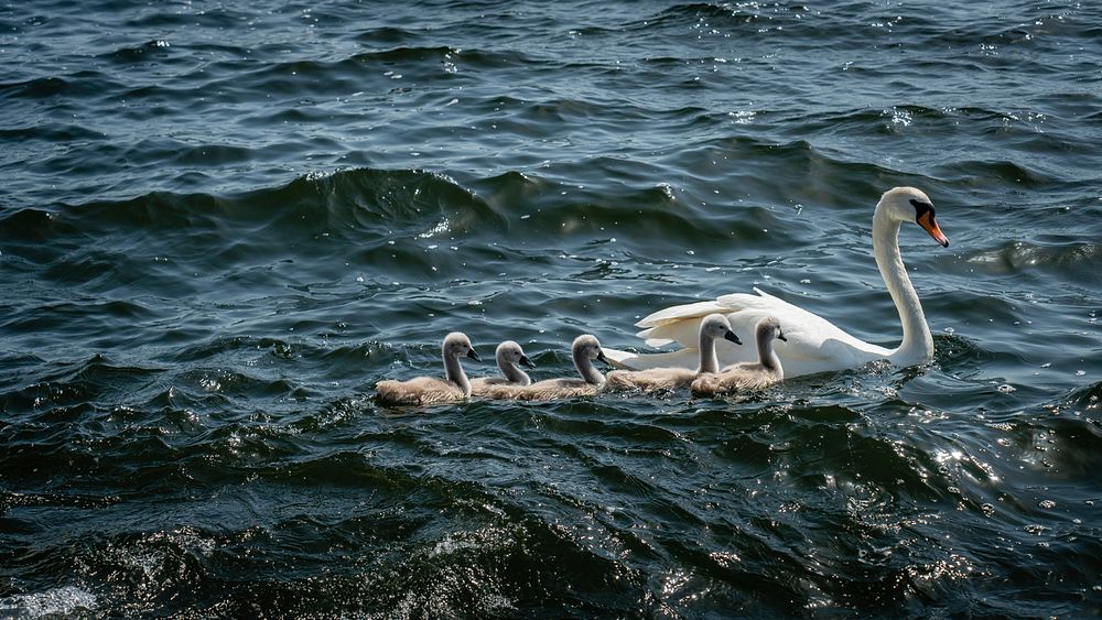 Swans in a lake. Original public domain image from Flickr