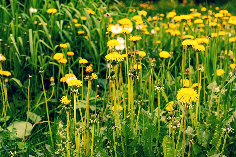 dandelions field