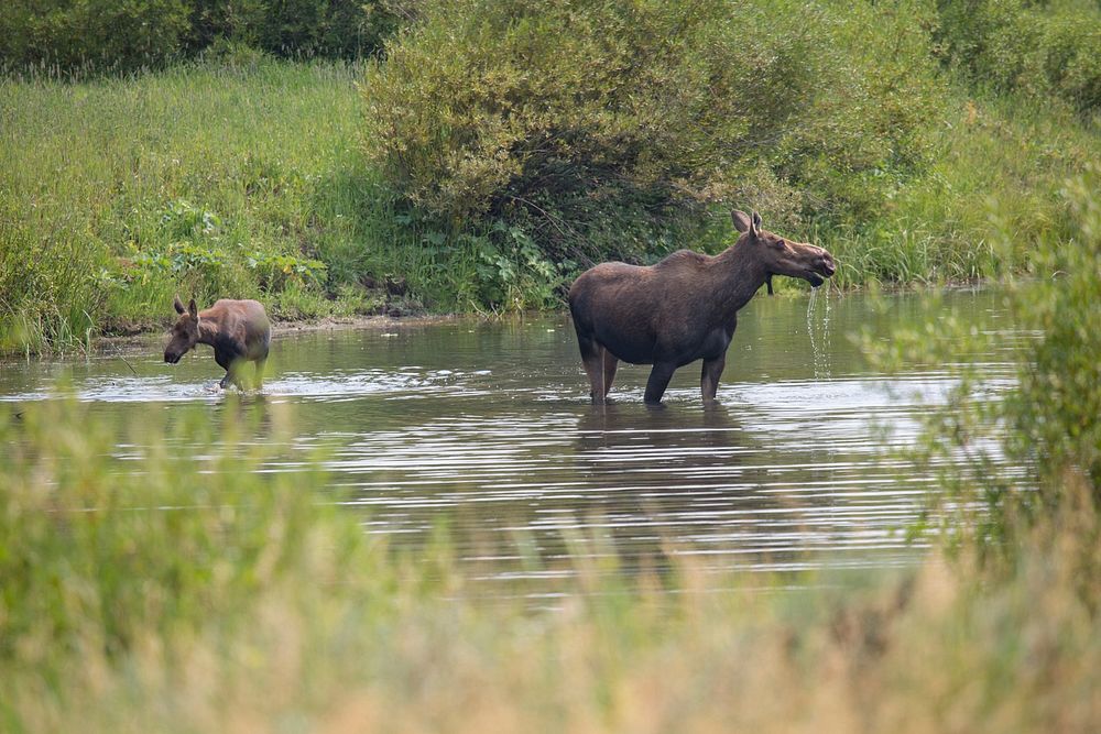 Cow & calf moose, Gallatin River