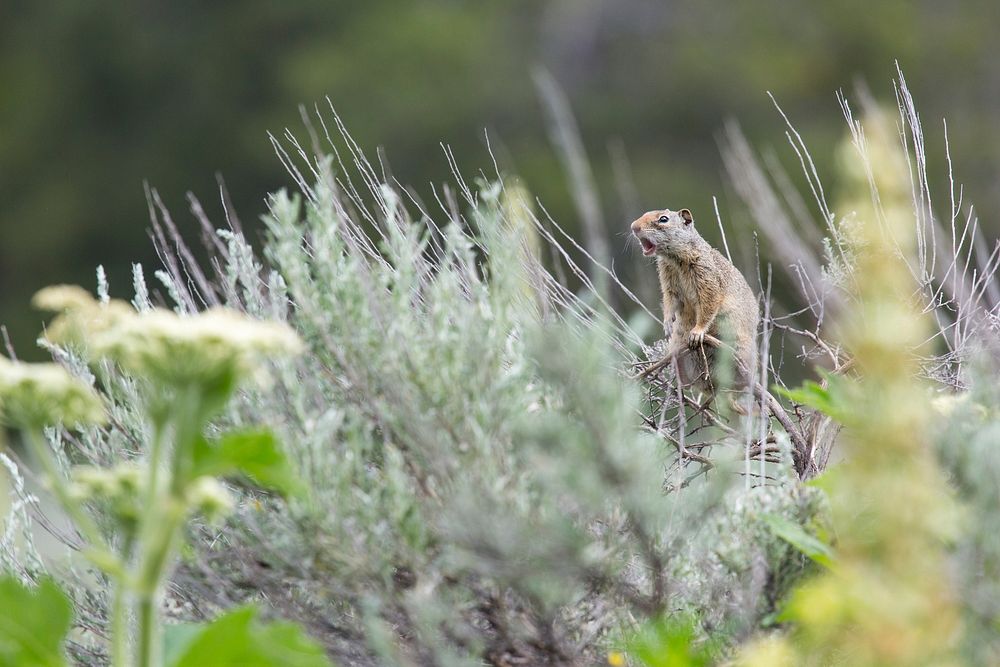 Uinta ground squirrel, Lamar Valley