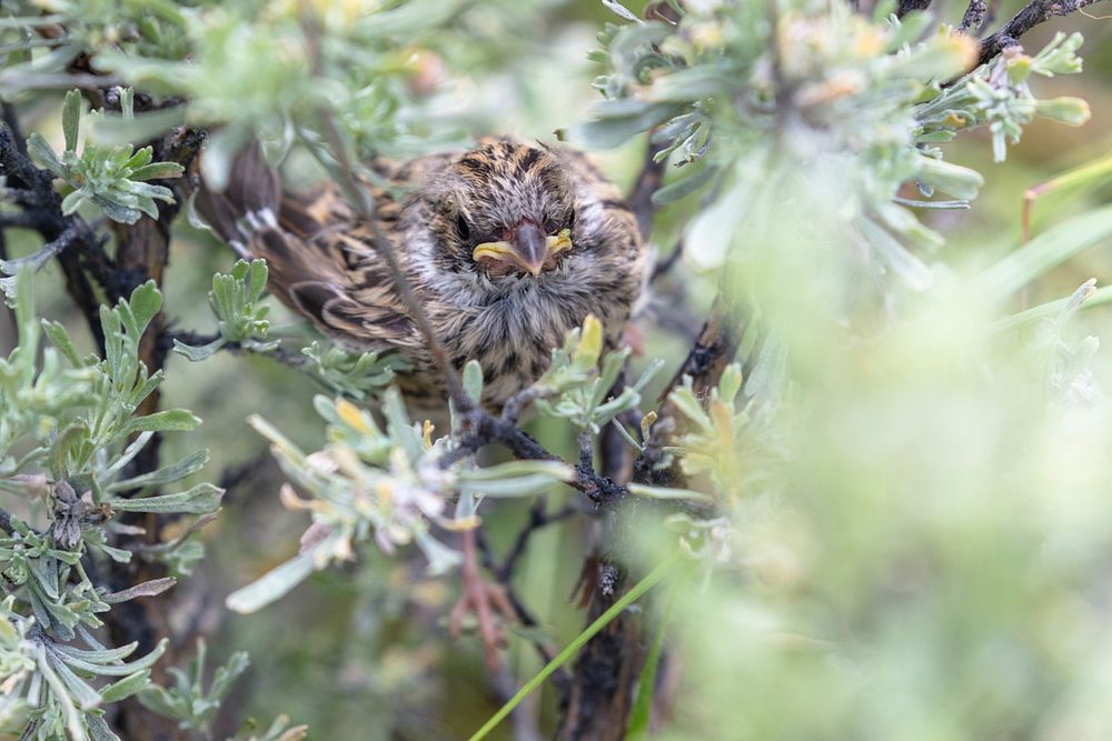 Sparrow fledgeling in a sagebrush by Jacob W. Frank. Original public domain image from Flickr