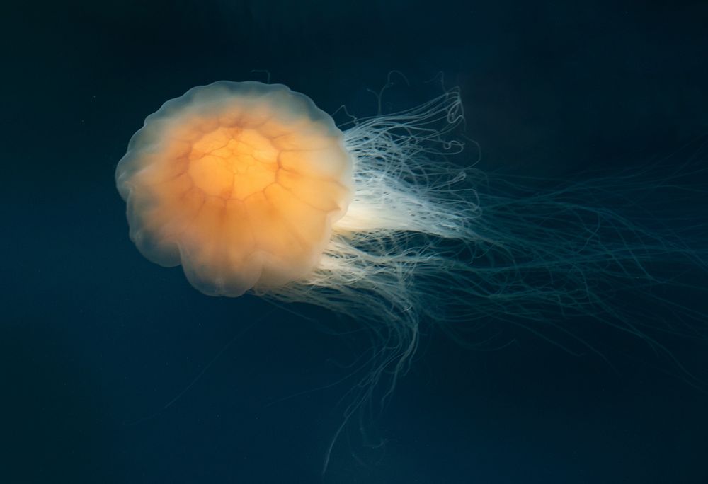 Bright floating jellyfish alone. Free public domain CC0 image.