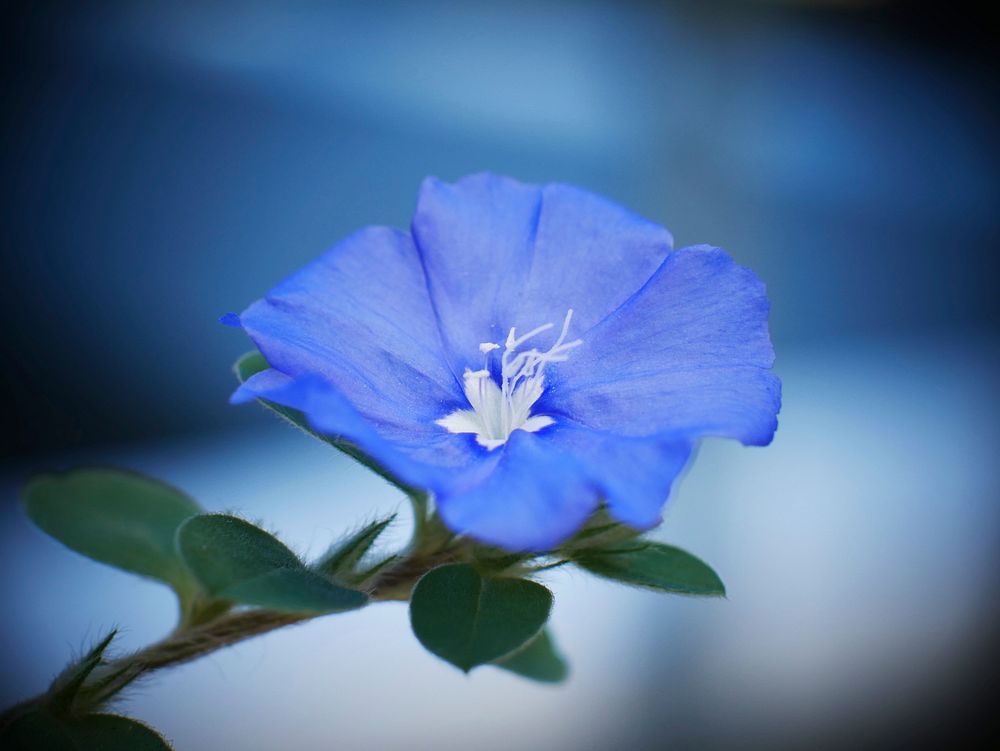 Blue flower. Free public domain CC0 photo.