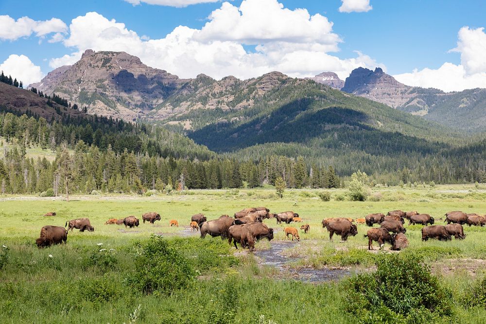 Bison grazing in Round Prairie near Pebble Creek Campgroundby Jacob W. Frank. Original public domain image from Flickr
