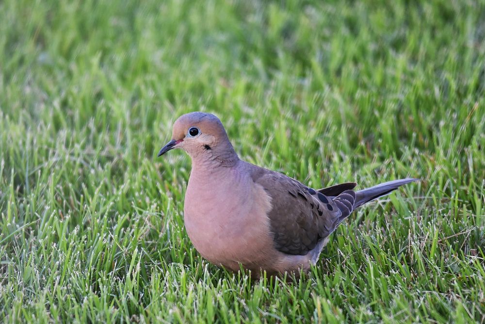Mourning doveWe spotted this mourning dove foraging in the grass. Seeds make up the vast majority of their diets.Photo by…