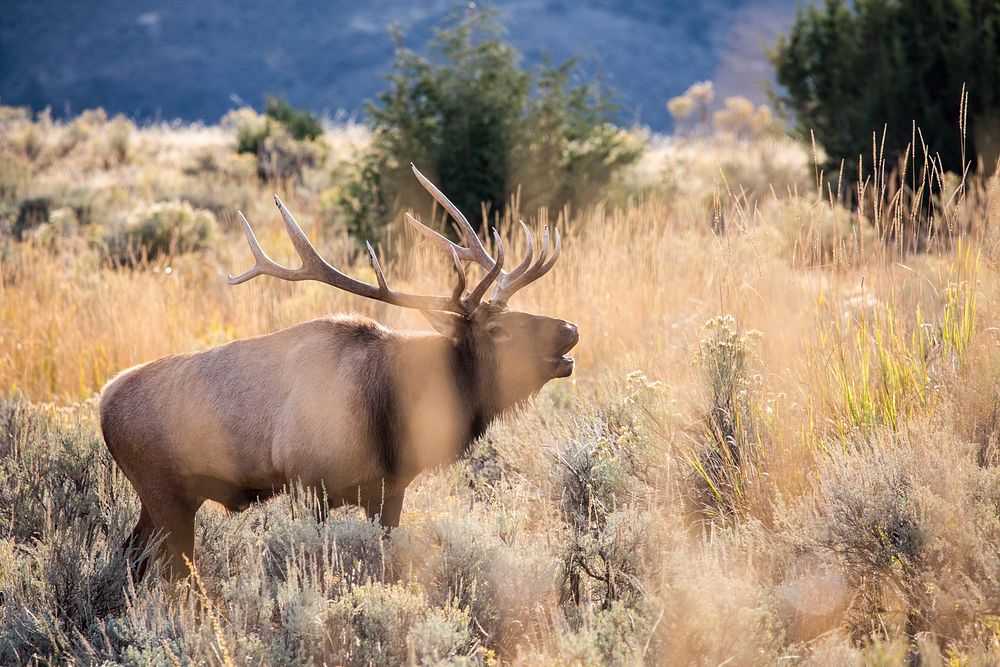 Bull elk bugling, Mammoth Hot Springs. Original public domain image from Flickr