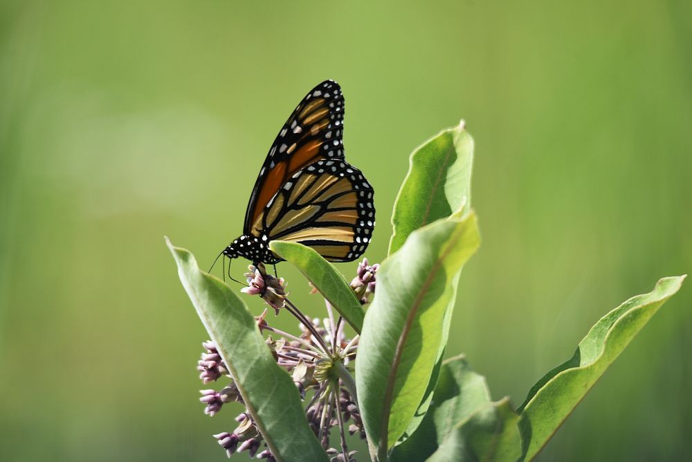 Monarch butterfly on common milkweed. Original public domain image from Flickr