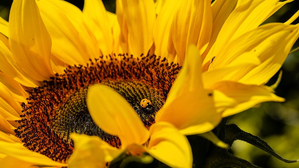Ladybug and sunflower wallpaper. Original public domain image from Flickr