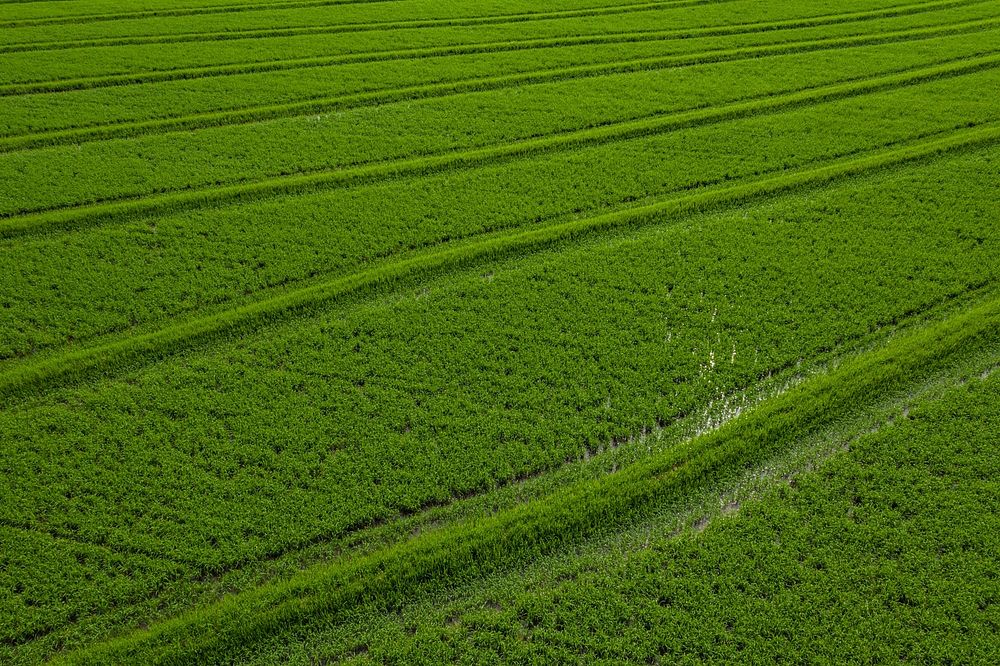 Before precision land leveling, this neighboring rice field has a crop of equal age, but to compensate for an elevation…