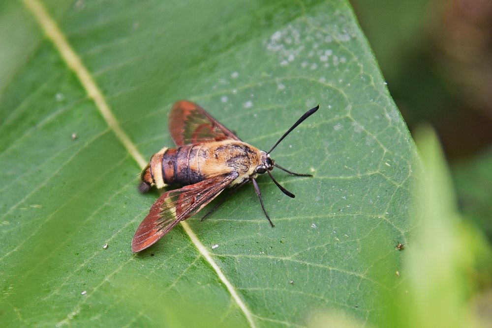 Hummingbird Clearwing MothWe spotted this hummingbird clearwing moth taking a break on a common milkweed leaf.Photo by…