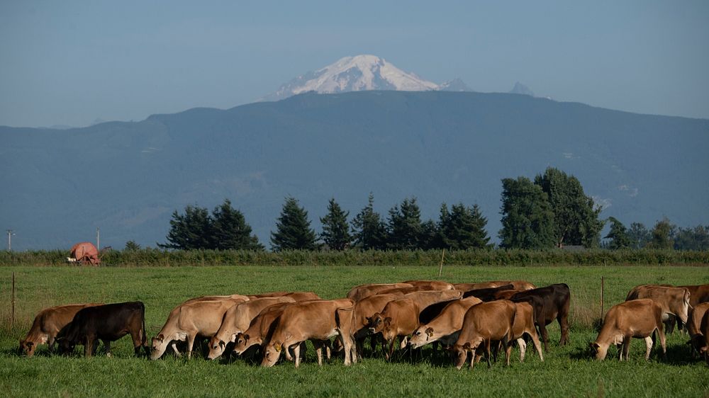 Cows graze in a pasture at Twinbrook Creamery, in Lynden, WA, on August 5, 2019. USDA Photo by Lance Cheung. Original public…