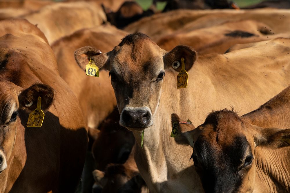 Cows graze in a pasture at Twinbrook Creamery, in Lynden, WA, on August 5, 2019. USDA Photo by Lance Cheung. Original public…