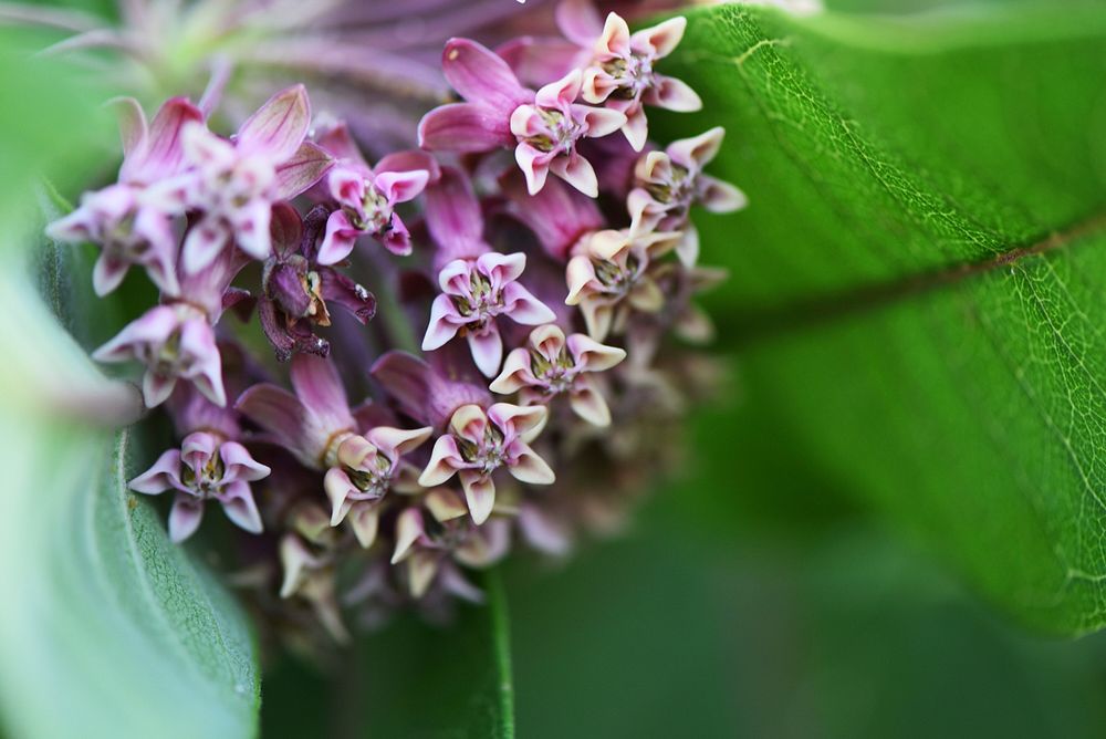 Common Milkweed FlowersA close up of common milkweed flowers, a source of nectar for a wide variety of pollinators.Photo by…