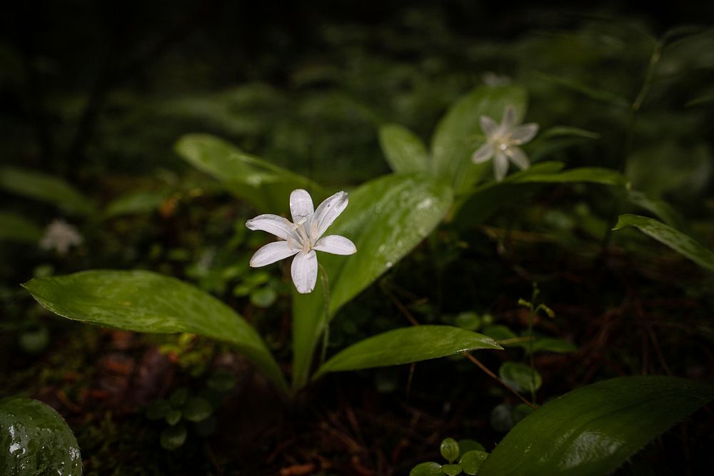 Queen's Cup (Clintonia uniflora). Original public domain image from Flickr