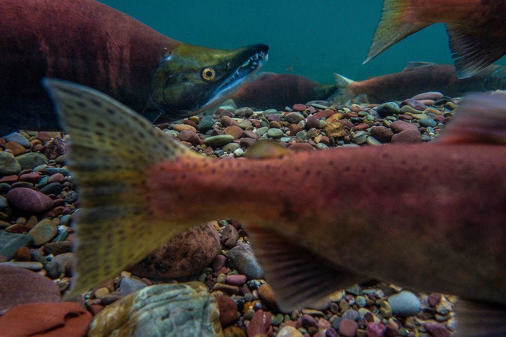 Non-native Kokanee Salmon (Oncorhynchus nerka). Original public domain image from Flickr