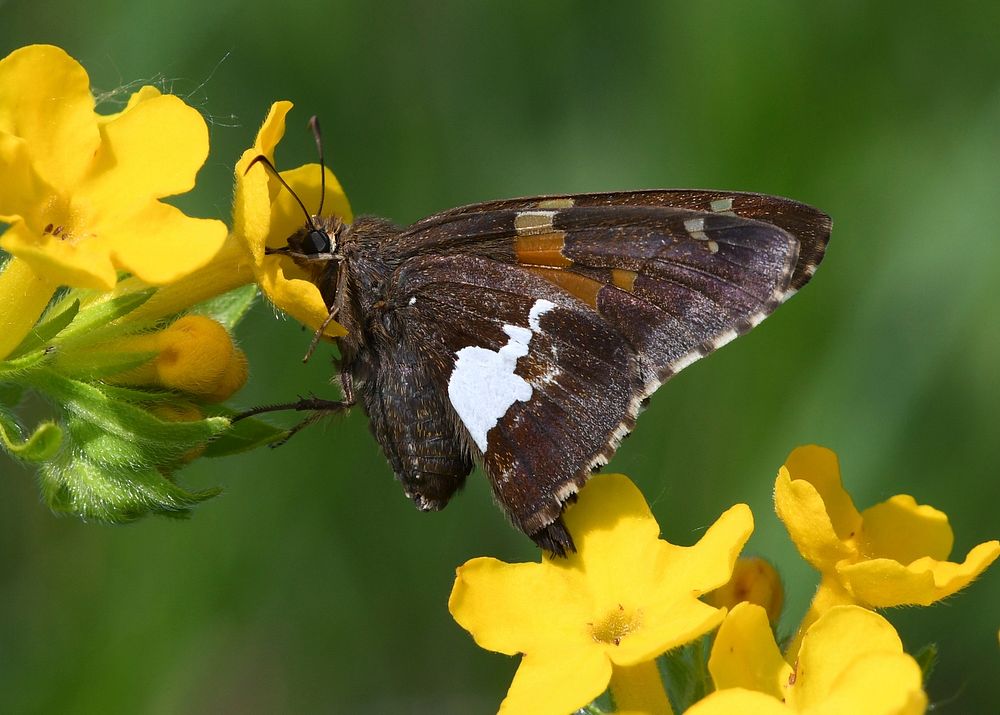Silver Spotted Skipper ButterflyPhoto by Grayson Smith/USFWS. Original public domain image from Flickr