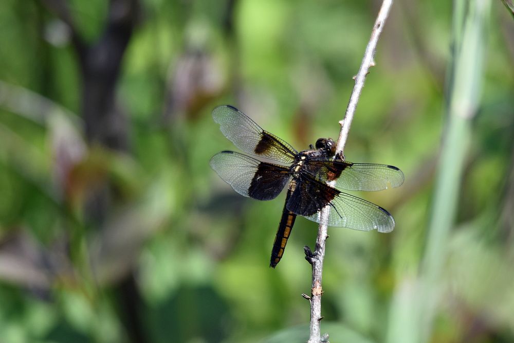 Widow Skimmer DragonflyWe spotted this widow skimmer perched on a stick near a pond. Dragonflies can eat as much as their…