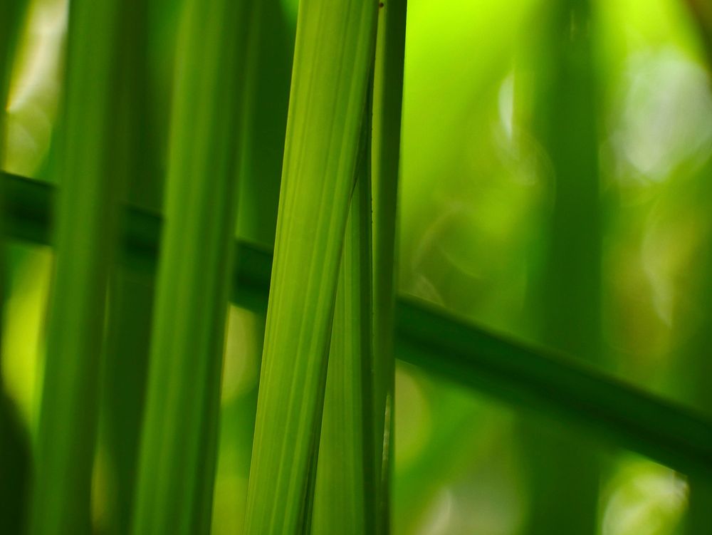 Green leaf closeup. Free public domain CC0 photo.