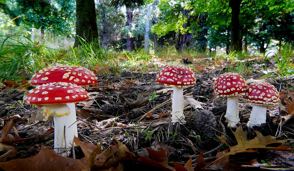 Fly Agric.(Amanita muscaria). With their distinctive blood red cap, flecked with white tissue, fly agarics can be seen in…